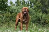 DOGUE DE BORDEAUX 233